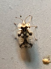 Corythucha juglandis