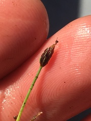 Eleocharis flavescens