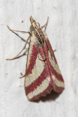 Microtheoris vibicalis