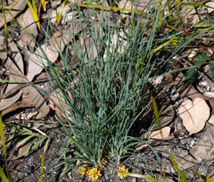 Lomandra glauca