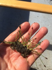 Eleocharis flavescens