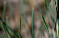 Lomandra glauca