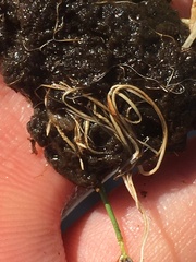 Eleocharis flavescens