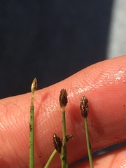 Eleocharis flavescens