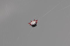 Gasteracantha cancriformis