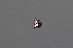 Gasteracantha cancriformis