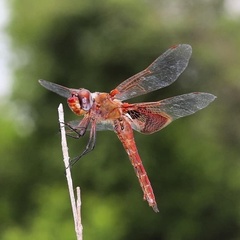 Tramea onusta