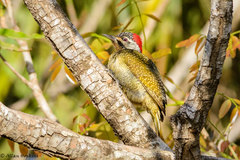 Campethera punctuligera