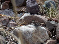 Cinclodes atacamensis