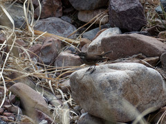 Cinclodes atacamensis