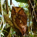 Colombian Screech-Owl - Photo (c) Andreas Kay, some rights reserved (CC BY-NC-SA)