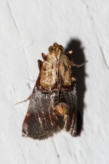 Cacozelia basiochrealis