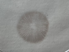 Hypholoma tuberosum