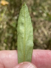 Solidago gracillima