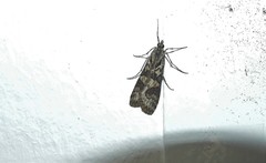 Nomophila distinctalis