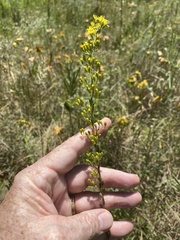 Solidago gracillima