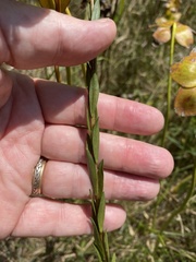 Solidago gracillima