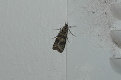 Nomophila distinctalis