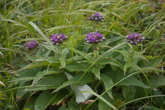 Saussurea pseudotilesii