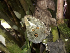 Dasyophthalma creusa