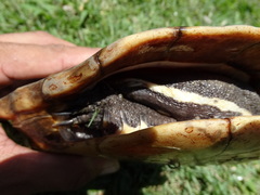 Hydromedusa tectifera