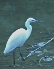 Egretta garzetta