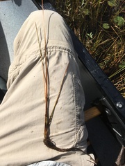 Eleocharis robbinsii