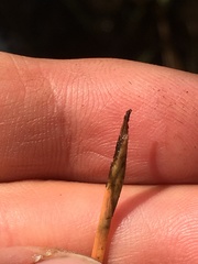 Eleocharis robbinsii