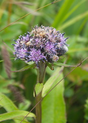 Saussurea pseudotilesii