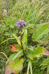 Saussurea pseudotilesii