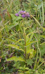 Saussurea pseudotilesii