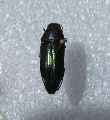 Pelecopselaphus
