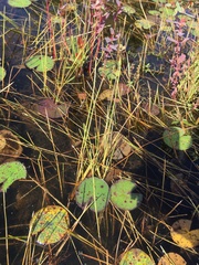 Eleocharis robbinsii