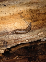 Philomycus togatus image