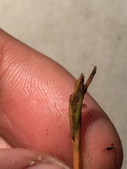 Eleocharis robbinsii