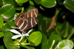 Heliconius charithonia