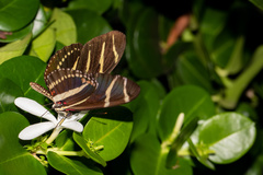 Heliconius charithonia
