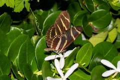 Heliconius charithonia