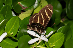 Heliconius charithonia