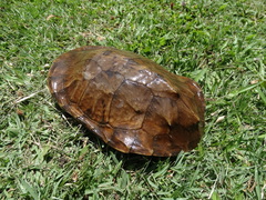 Hydromedusa tectifera