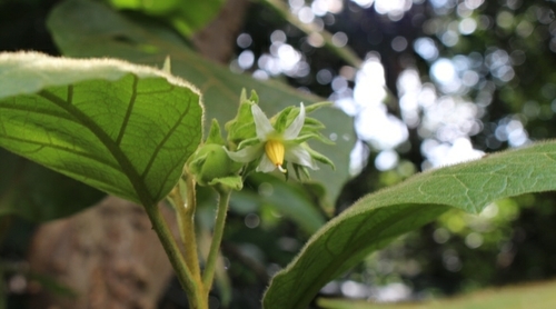 Solanum accrescens image