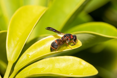 Parancistrocerus fulvipes rufovestis