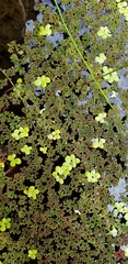 Azolla caroliniana