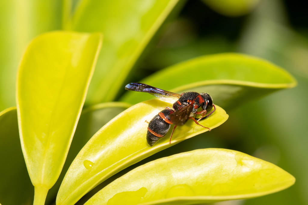 Potter wasp