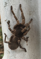 Cyrtopholis portoricae