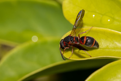Parancistrocerus fulvipes rufovestis