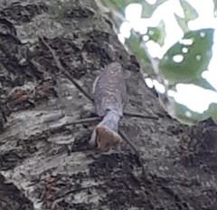 Hierodula patellifera patellifera