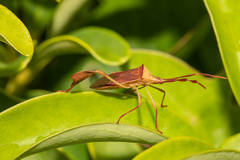 Chondrocera laticornis