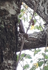 Hierodula patellifera patellifera