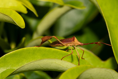 Chondrocera laticornis